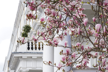 Blooming pink magnolia tree in front of terraced houses in South Kensington, United Kingdom UK