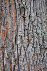 Background of old oak bark
