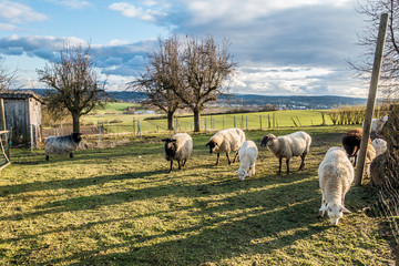 Obraz premium Schafe auf der Weide