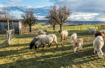 Obraz premium Schafe auf der Weide
