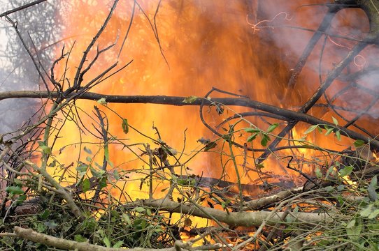 Brulage de bois vert suite &agrave; entretien de haies par un agriculteur, &eacute;cobuage. Feu et flammes