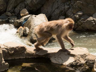 Monos en la reserva de Jigokudani, Yudanaka, Nagano