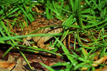 frog in grass