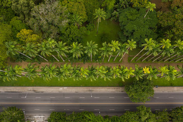 Aerial view of palm trees in a botanic garden in Rio de Janeiro Brazil