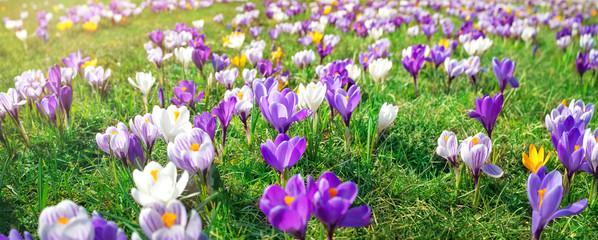Panoramic view to spring flowers in the park - obrazy, fototapety, plakaty