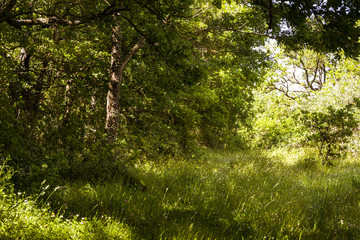 Bosque natural en Basilicata Italia