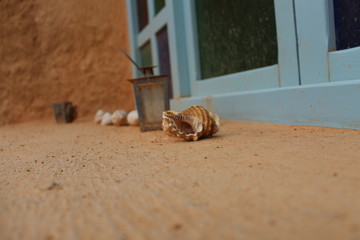 coquillage et autres compositions 