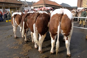 Concours d'animaux de boucherie. Boeuf et génisses de race Maine Anjou, rouge des prés.