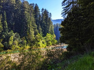 Redwood trees landscape in the mountains. Iconic Ave of the Giants.