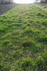 Grasweg zwischen den Feldern