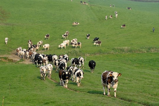 191 Best Vache Normande Images Stock Photos Vectors Adobe Stock 191 Best Vache Normande Images Stock Photos Vectors Adobe Stock