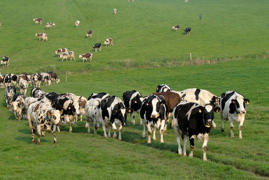 191 Best Vache Normande Images Stock Photos Vectors Adobe Stock 191 Best Vache Normande Images Stock Photos Vectors Adobe Stock