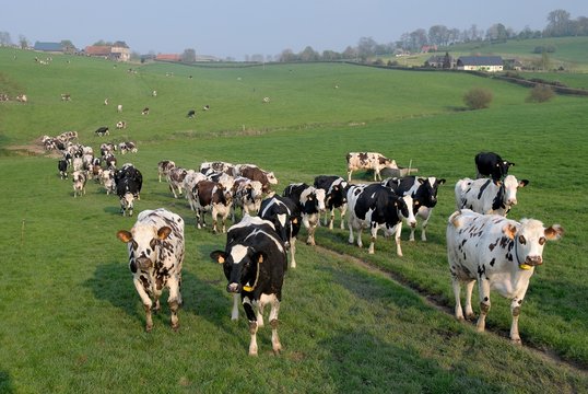 191 Best Vache Normande Images Stock Photos Vectors Adobe Stock 191 Best Vache Normande Images Stock Photos Vectors Adobe Stock