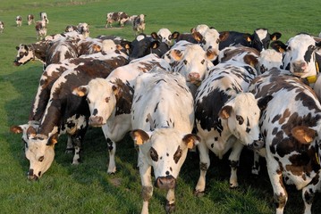 Rentrée des vaches pour la traite. Troupeau de vaches normandes et prim'holstein