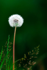 dandelion on background of green grass © Manuel