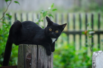 black cat in the village