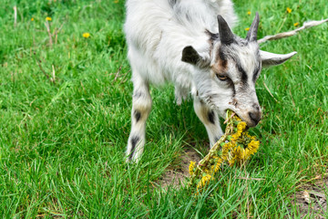A young white goat grazes on green grass. Goat chews a dandelion.