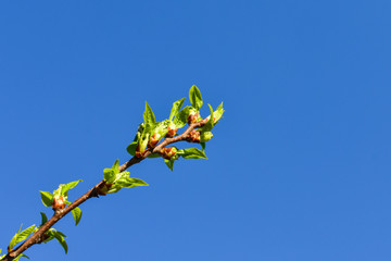 Branches of young green leaves and buds on a background of blue sky. Spring leaves. Place for an inscription.