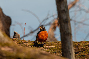 American robin on a bough 