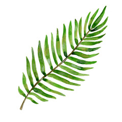 Watercolor illustration of palm branch. Hand drawn leaf isolated on white background. Green botanical image.