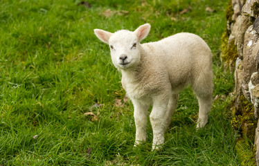 Naklejka na ściany i meble Close up of a cute young lamb with smiley face in the Yorkshire Dales, UK. Facing forward. Horizontal. Space for copy.