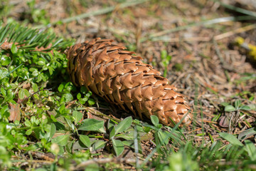 Single brown spruce conifer cone on the ground