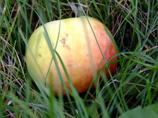 apple on the grass
