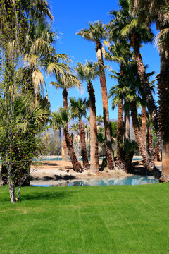 Blue water, green grass and palm trees at Agua Caliente Park, an oasis in the Arizonan desert NE of Tucson