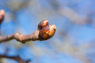Green spring buds on a tree branch
