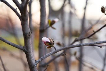 A tender bud of a white magnolia flower on branches in a spring garden.