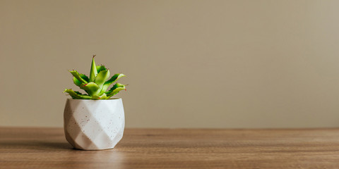 Succulent in geometric pot on the wooden table indoor