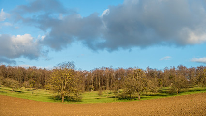 Baumgrundstück im Frühjahr