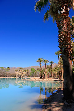 Blue waters and palm trees at Agua Caliente Park, an oasis in the Arizonan desert NE of Tucson