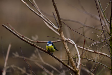 Yellow and blue tit on the branch