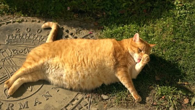 Extremely fat ginger cat 