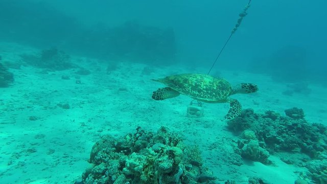 Karett Bilder Durchsuchen 113 Archivfotos, und Videos