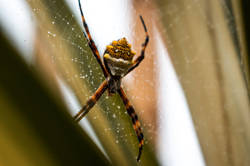 spider on web