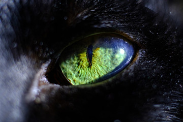 Macro shot of a black cat's eye with reflection. Close-up of an eyeball, pupil and iris.