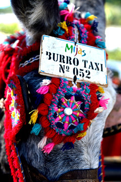 Donky portrait with the tipical decoration 