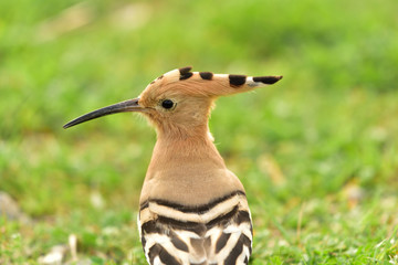 A little Hoopoe on the grass 