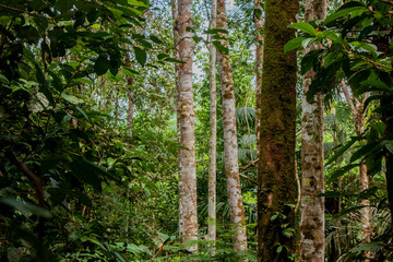Selva amazonica