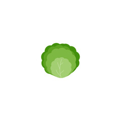 This is cabbage isolated on white background. Vector illustration.