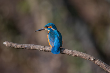 Mrtin Pescatore