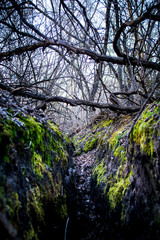 scary forest and pit covered with moss