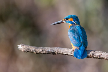 Martin Pescatore