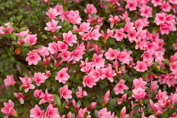 Azalea Background Flowers