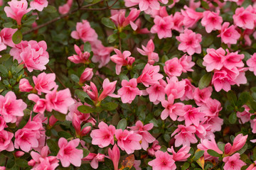 Rhododendron Azalea Pink Flowers