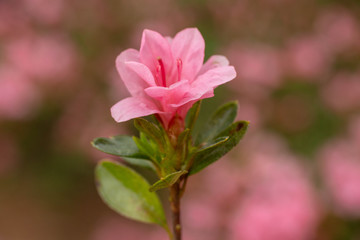 Perfect Azalia Rhododendron Flower