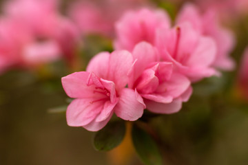 Fototapeta na wymiar Azalea Rhododendron Bush in Garden in Tennessee