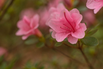 Fototapeta premium Pretty Pink Azalea Rhododendron Garden Bush